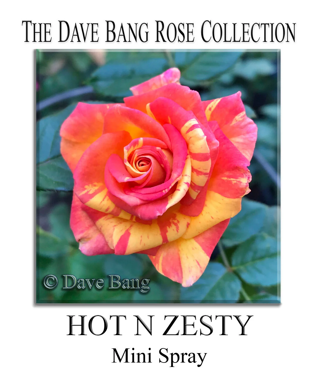 The Dave Bang Collection — K and M Nursery